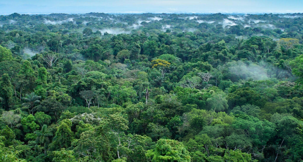 Aerial view of the Amazon Rainforest, showcasing the dense canopy of green trees and winding rivers