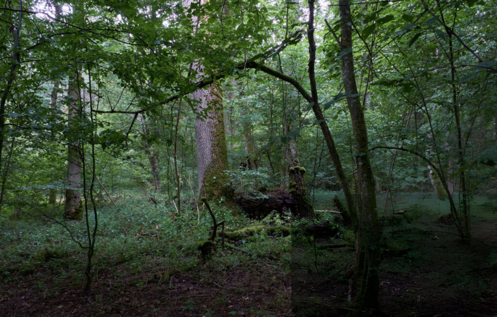 Dense green foliage of Aokigahara Forest with towering trees and a carpet of moss covering the ground