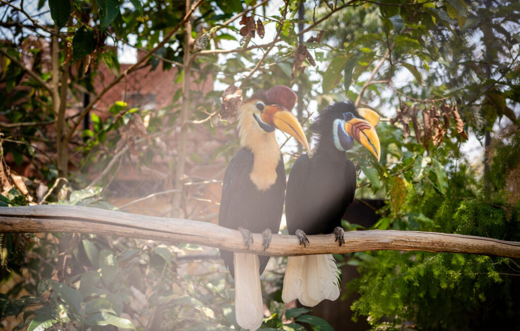 A vibrant tropical rainforest ecosystem featuring dense vegetation, towering trees, and diverse wildlife