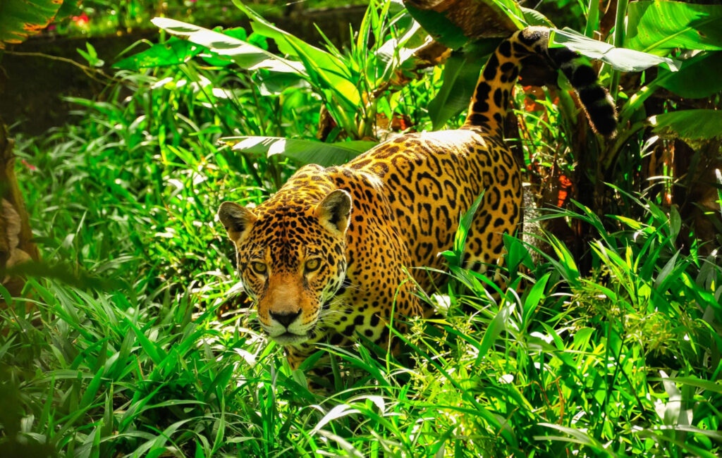 A majestic tiger resting in the dense undergrowth of the Amazon Rainforest, showcasing its striking orange fur and black stripes