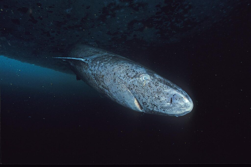 Greenland shark swimming in the cold Arctic waters, showcasing its mottled skin and small eyes.