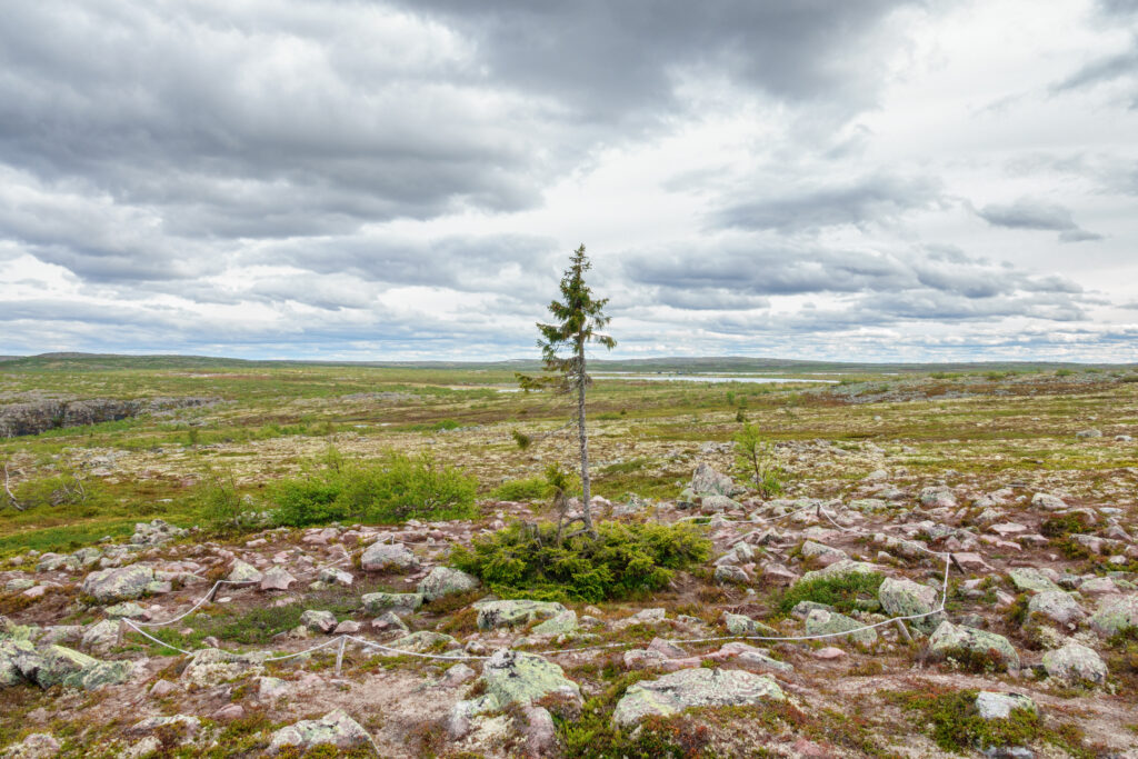 Old Tjikko, a Norway spruce on Fulufjället Mountain, Sweden, standing alone in a rocky, subarctic environment.