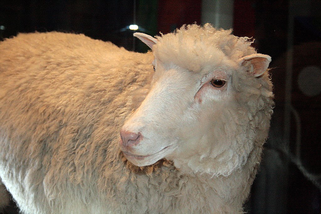 Dolly the sheep, the first mammal cloned from an adult cell, standing in an indoor enclosure in 1996.